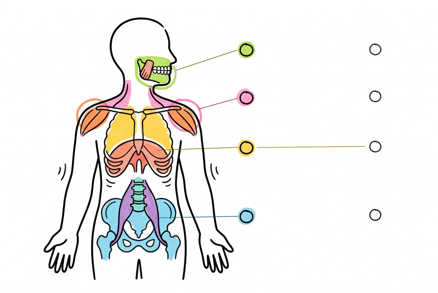 Silueta lateral con mandíbula, hombros, diafragma y psoas señalados por líneas de colores.