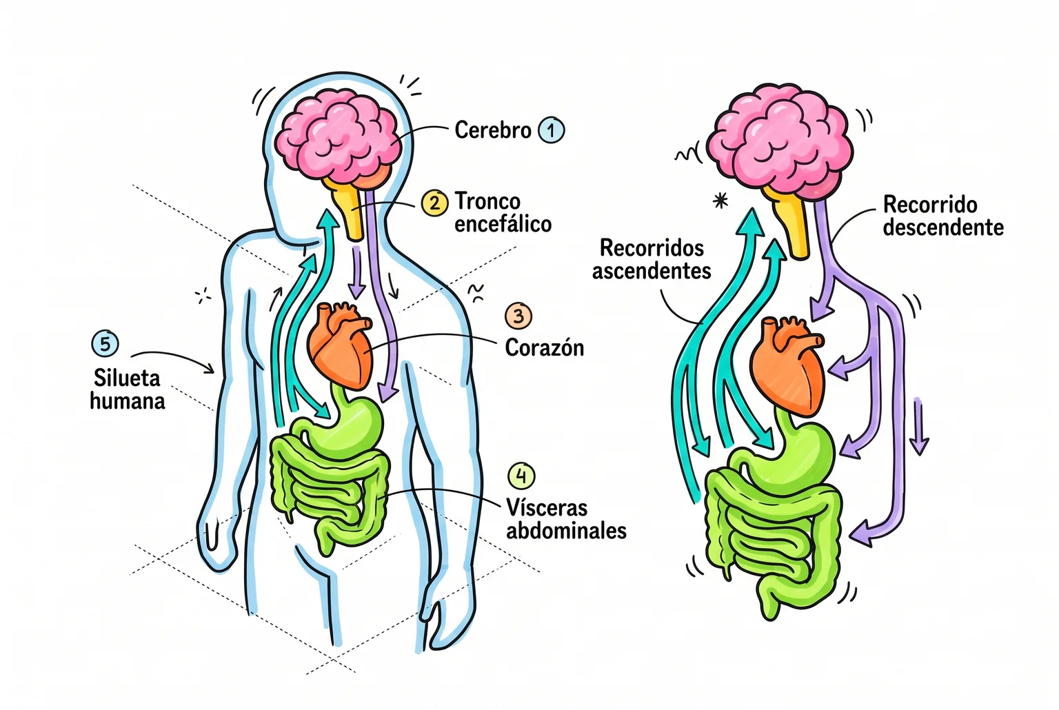 Silueta con cerebro, corazón y abdomen unidos por flechas: «Señales corporales» sube y «Modulación cerebral» baja.